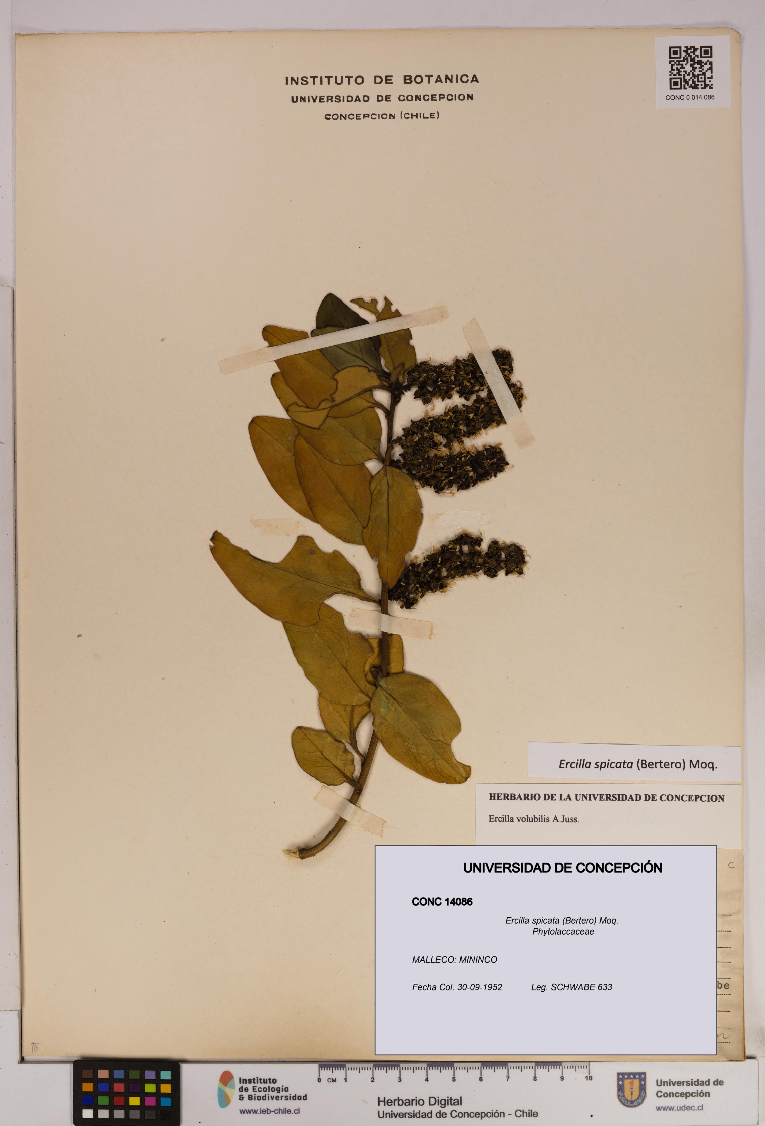 Ercilla spicata [Espécimen: UDEC:CONC:0014086]