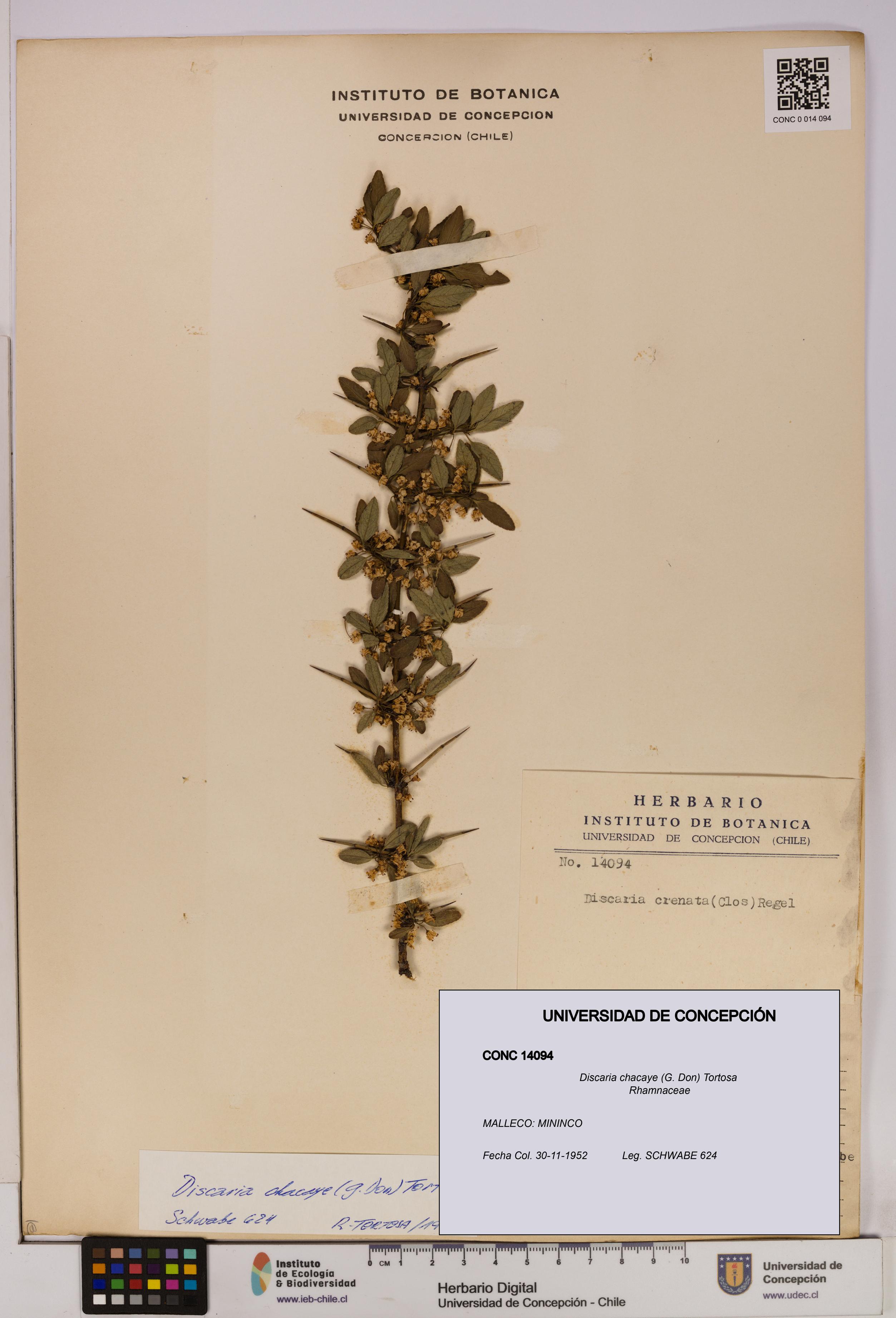 Discaria chacaye [Espécimen: UDEC:CONC:0014094]