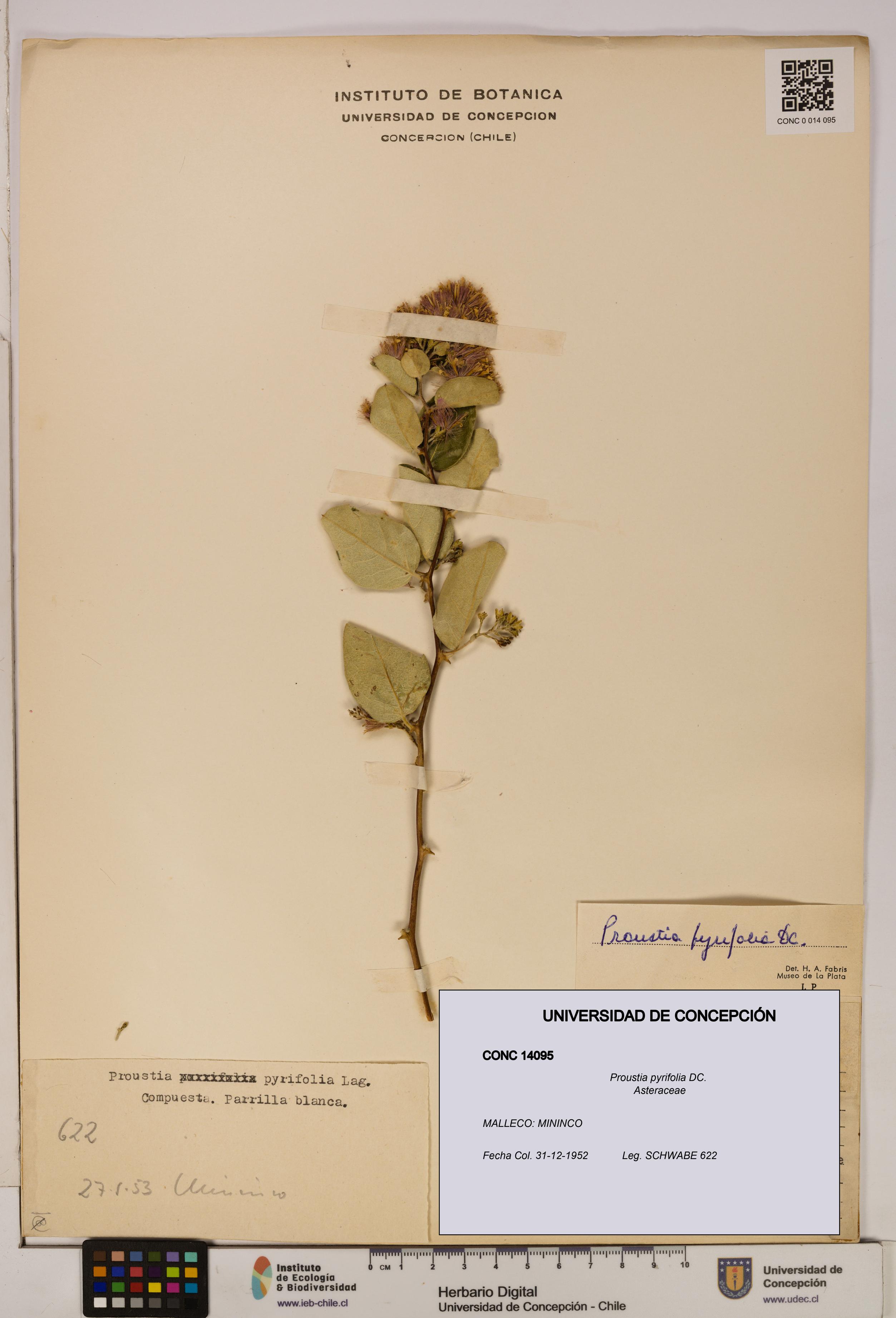 Proustia pyrifolia [Espécimen: UDEC:CONC:0014095]