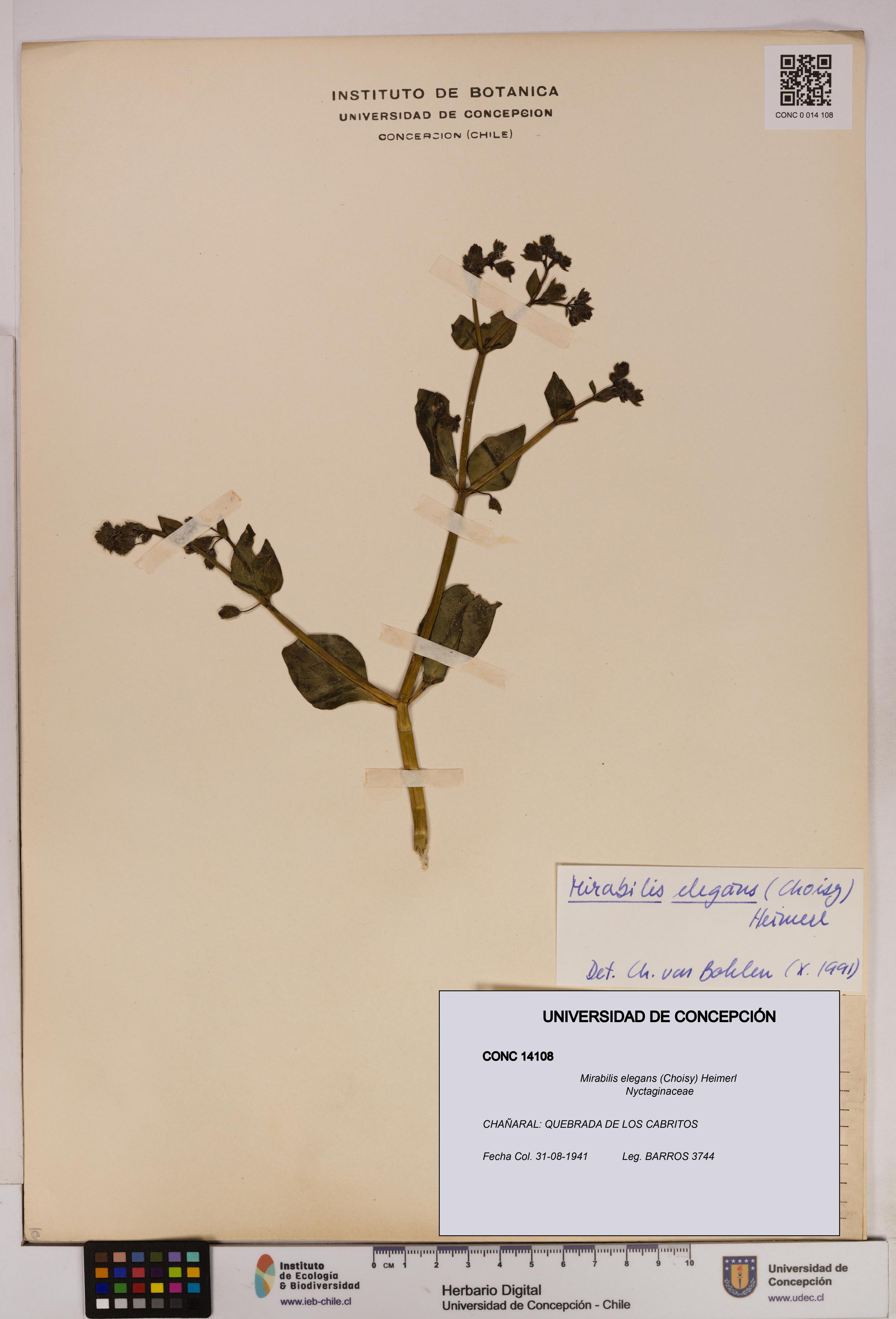 Mirabilis elegans [Espécimen: UDEC:CONC:0014108]