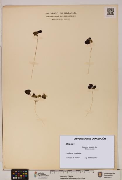 Dioscorea fastigiata [Espécimen: ]