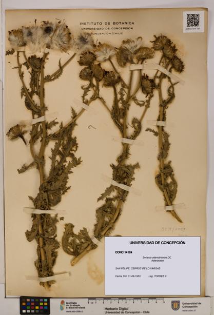 Senecio adenotrichius [Espécimen: UDEC:CONC:0014124]
