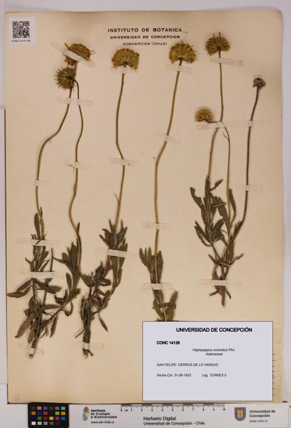 Haplopappus uncinatus [Espécimen: UDEC:CONC:0014126]