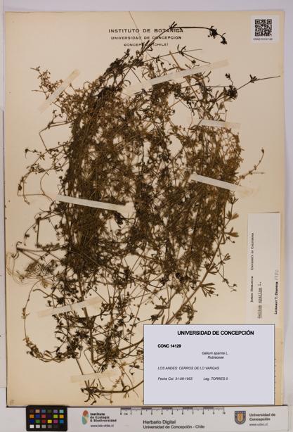Galium aparine [Espécimen: UDEC:CONC:0014129]