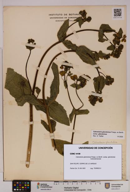 Calceolaria glandulosa [Espécimen: UDEC:CONC:0014130]