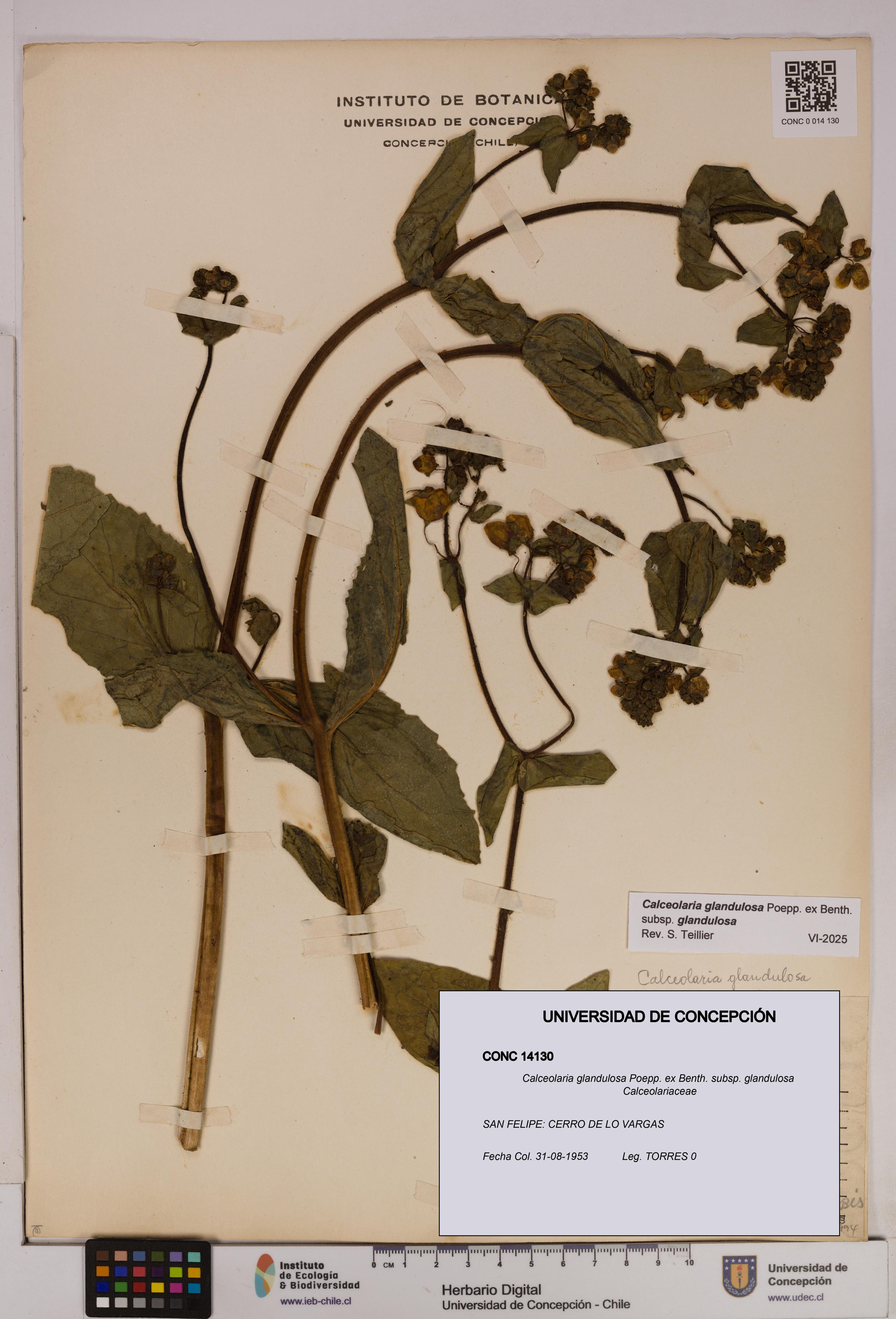 Calceolaria glandulosa [Espécimen: UDEC:CONC:0014130]