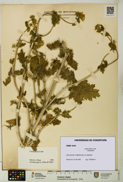 Loasa placei [Espécimen: UDEC:CONC:0014131]