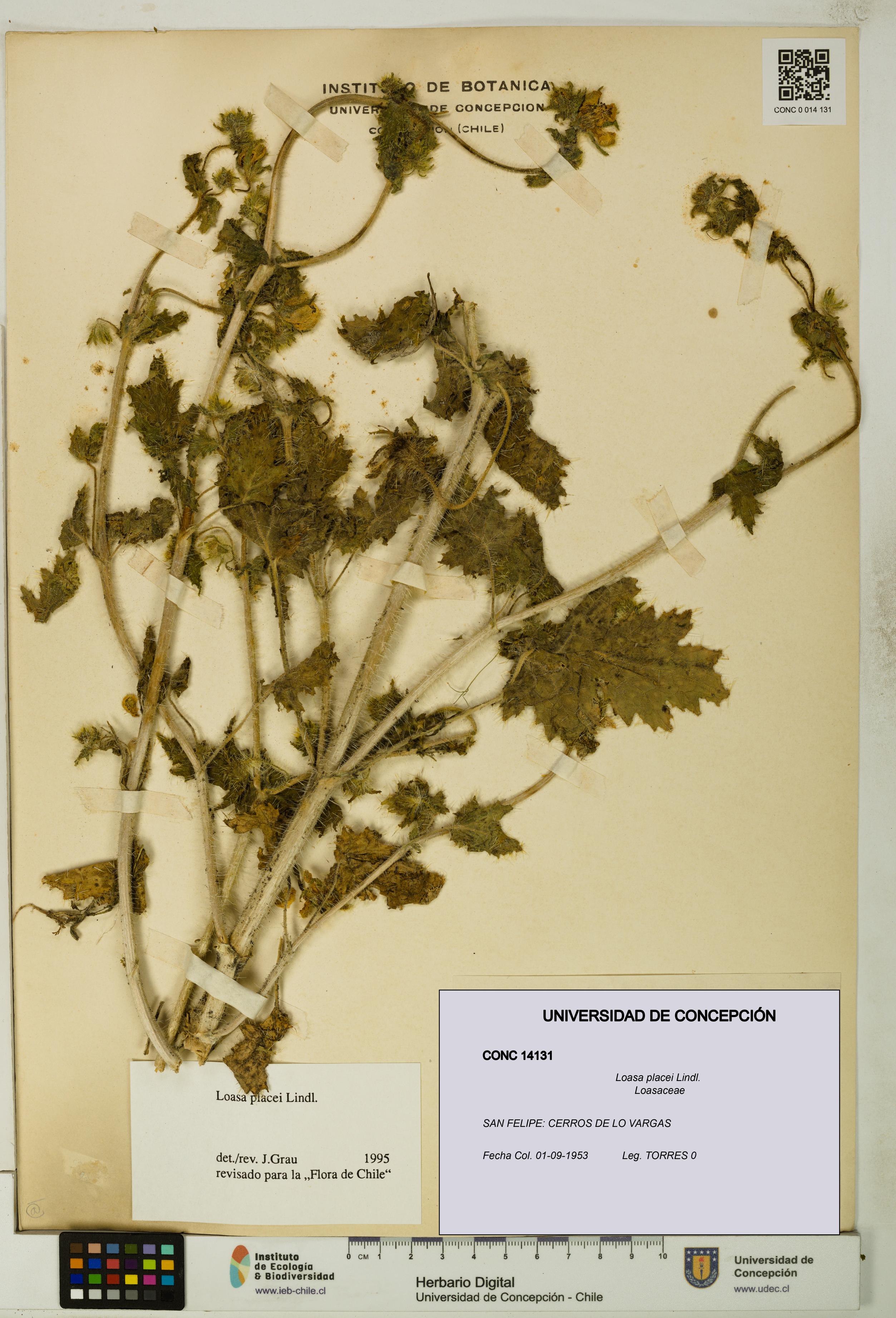 Loasa placei [Espécimen: UDEC:CONC:0014131]
