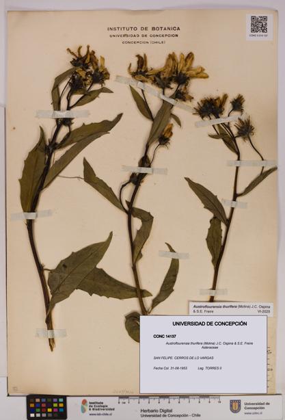 Austroflourensia thurifera [Espécimen: UDEC:CONC:0014137]