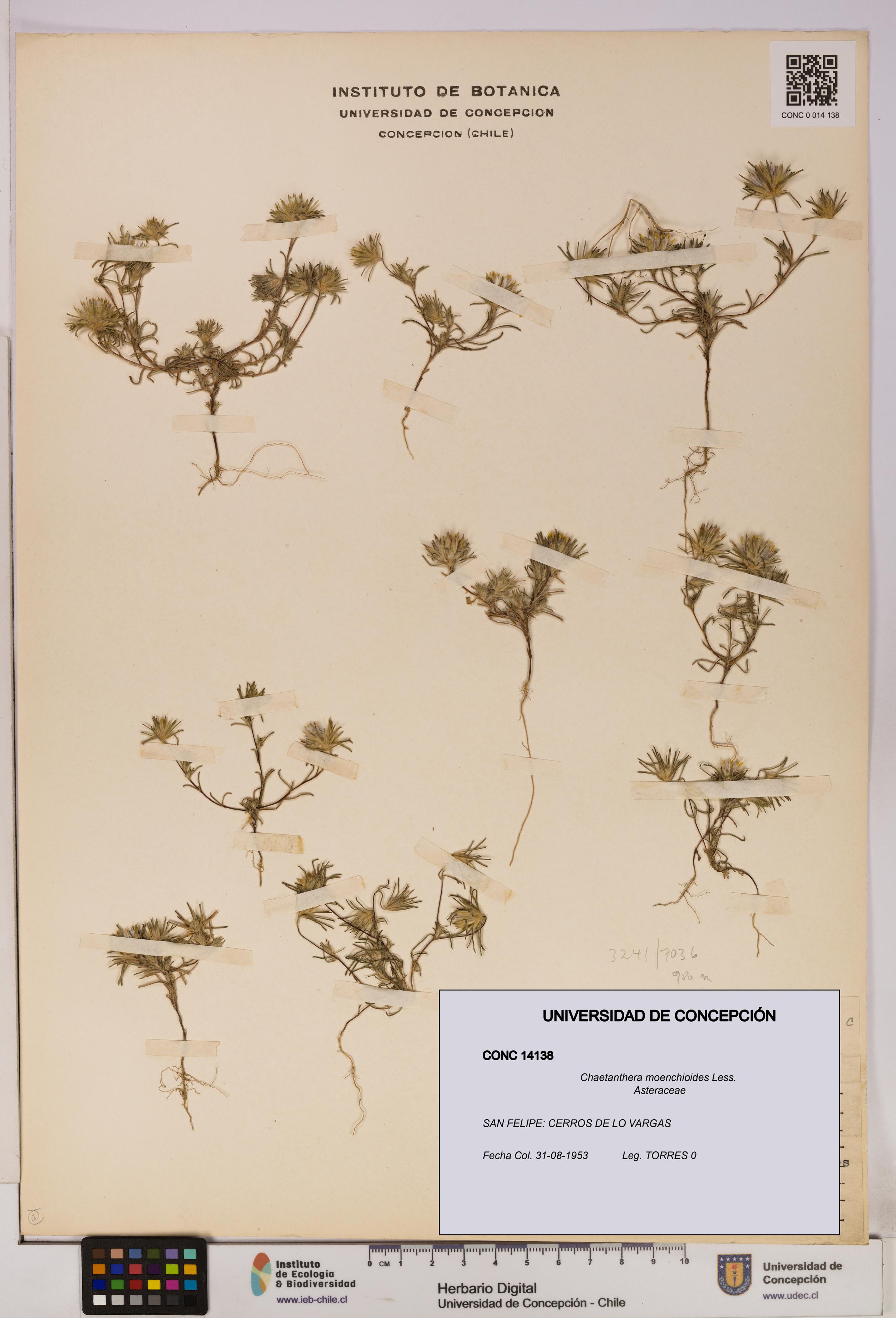 Chaetanthera moenchioides [Espécimen: UDEC:CONC:0014138]