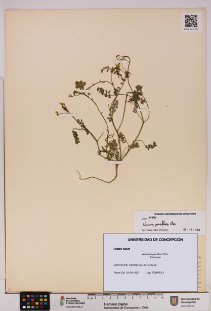 Adesmia parviflora [Espécimen: UDEC:CONC:0014141]