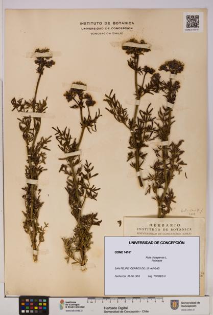 Ruta chalepensis [Espécimen: UDEC:CONC:0014151]