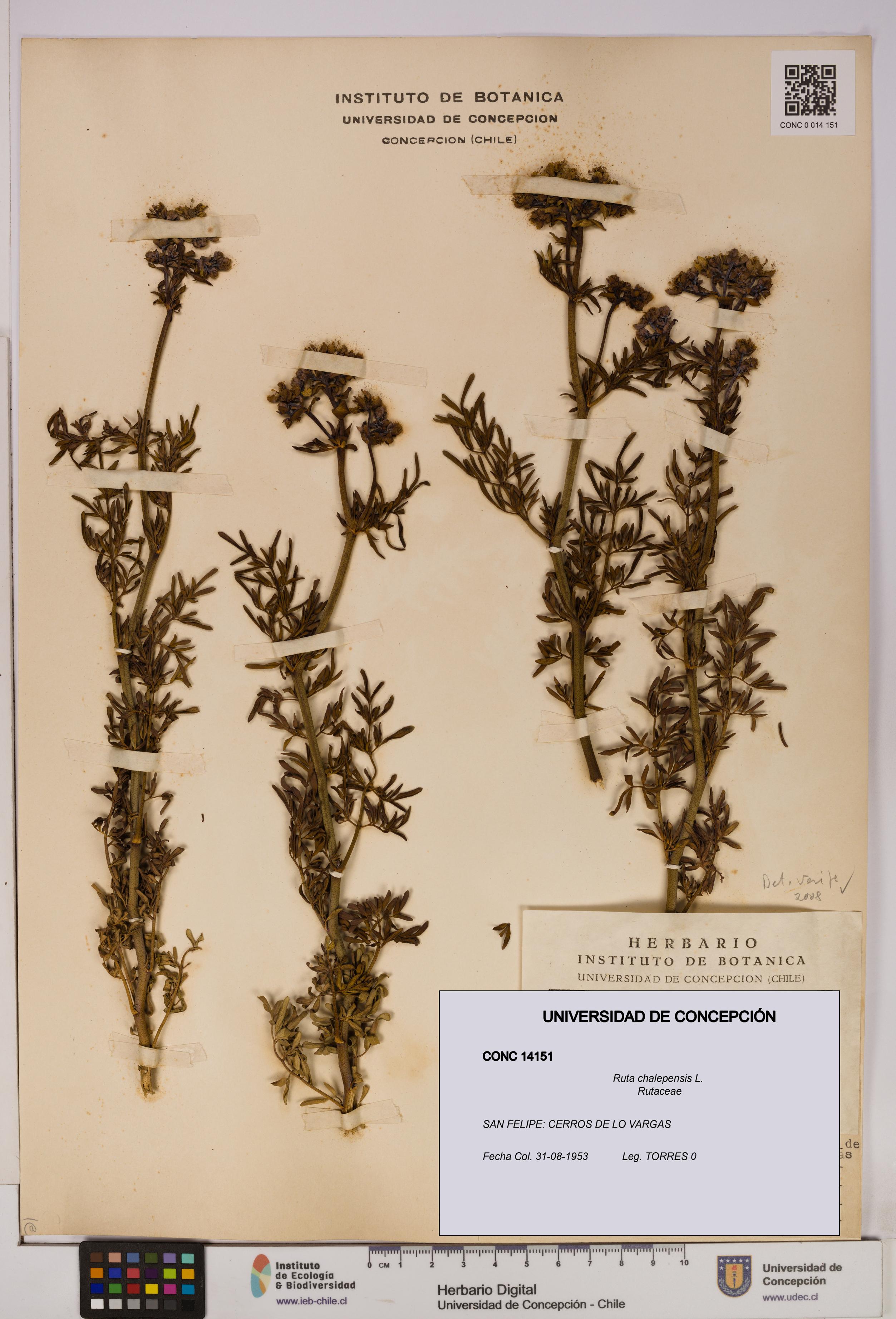 Ruta chalepensis [Espécimen: UDEC:CONC:0014151]