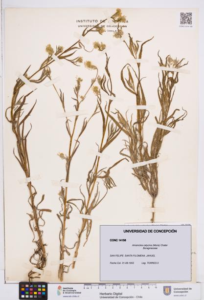 Amsinckia calycina [Espécimen: ]