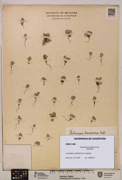 Psilocarphus brevissimus [Espécimen: ]