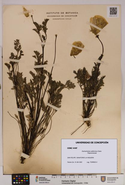 Eschscholzia californica [Espécimen: UDEC:CONC:0014167]