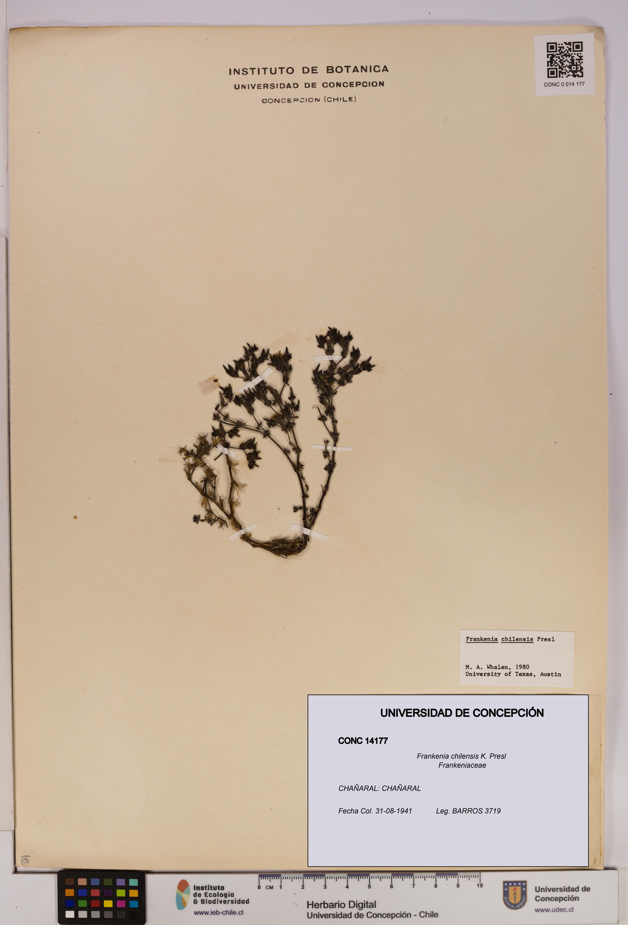 Frankenia chilensis [Espécimen: UDEC:CONC:0014177]