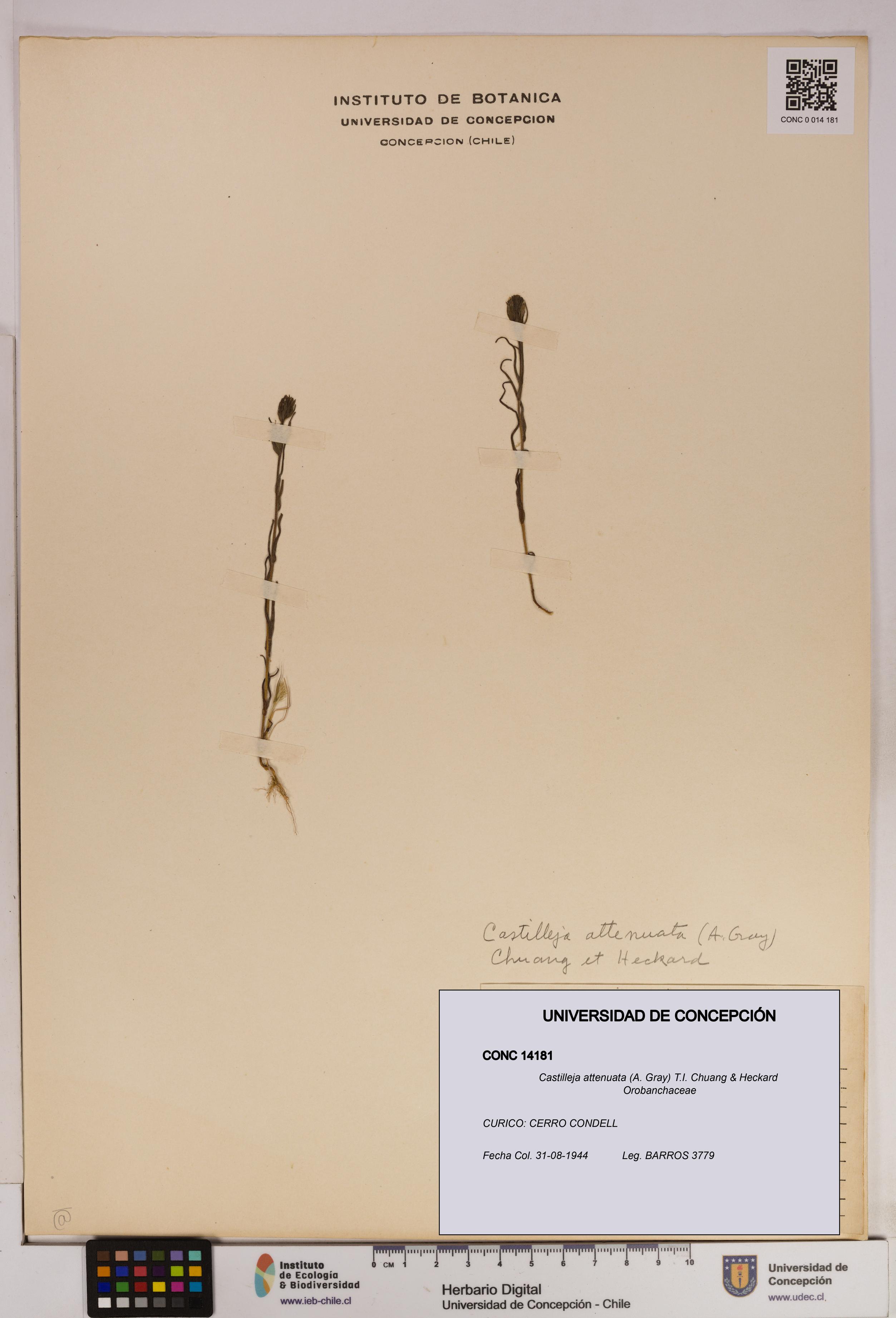 Castilleja attenuata [Espécimen: UDEC:CONC:0014181]
