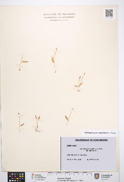 Ophioglossum melipillense [Espécimen: UDEC:CONC:0014187]