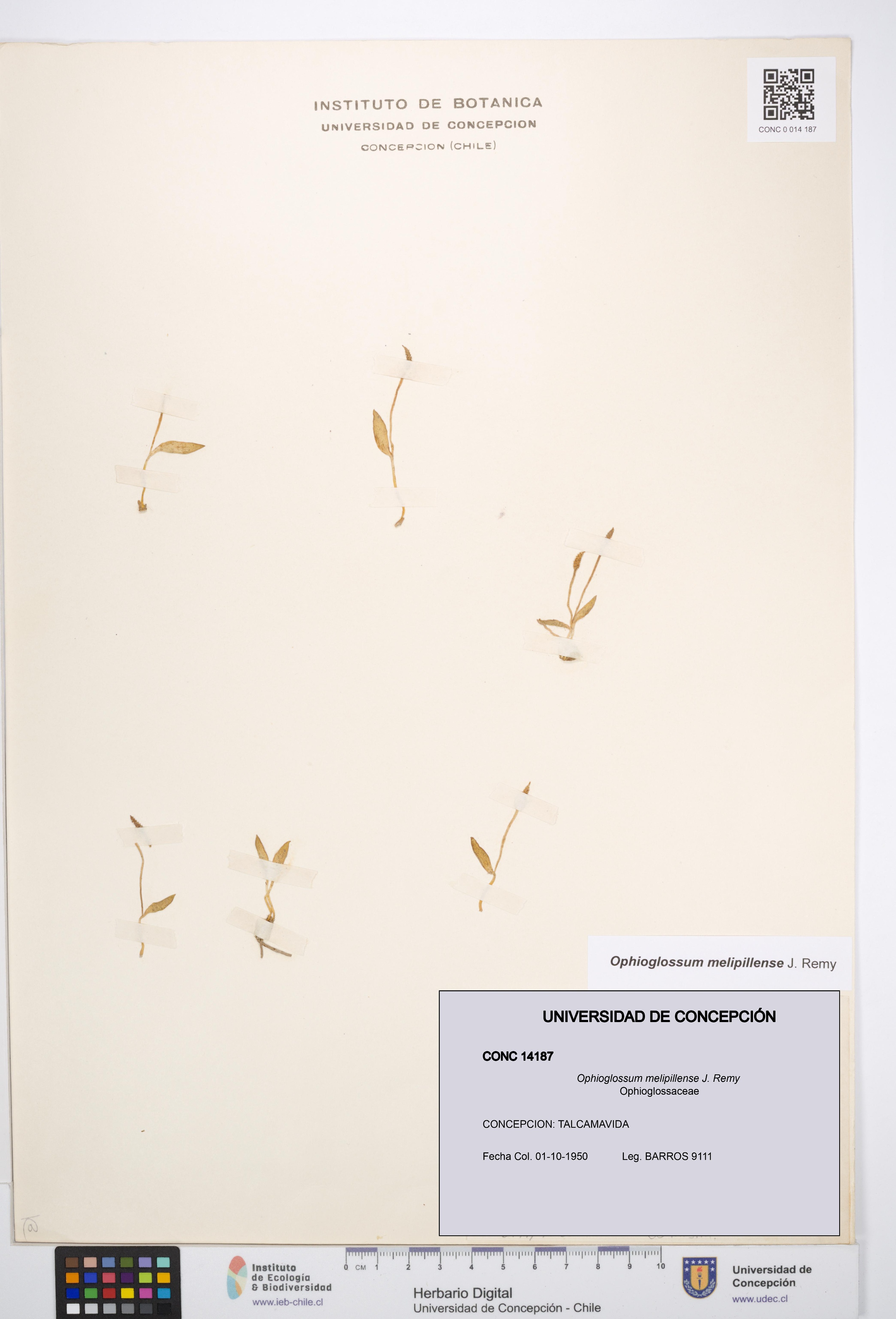 Ophioglossum melipillense [Espécimen: UDEC:CONC:0014187]