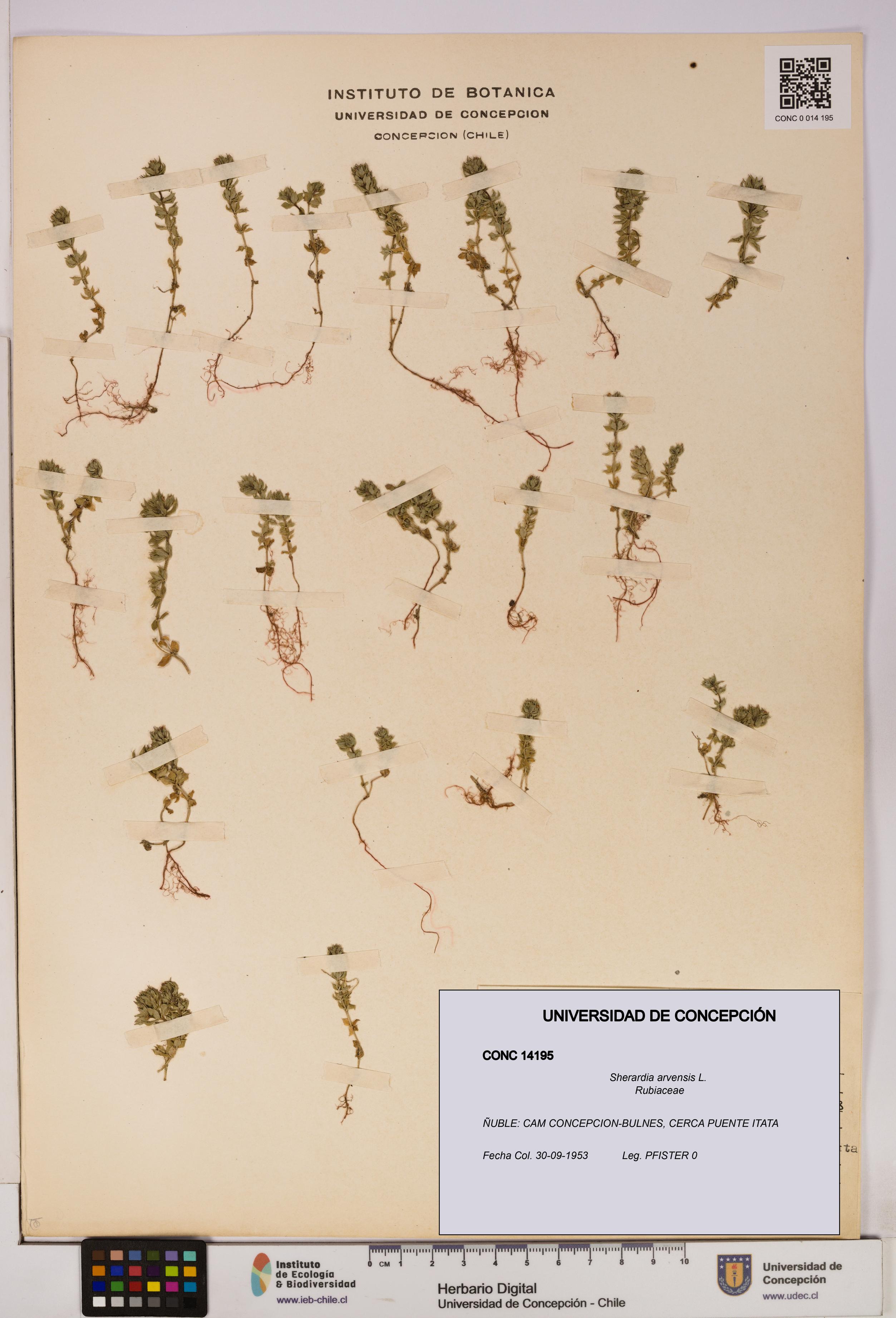 Sherardia arvensis [Espécimen: UDEC:CONC:0014195]