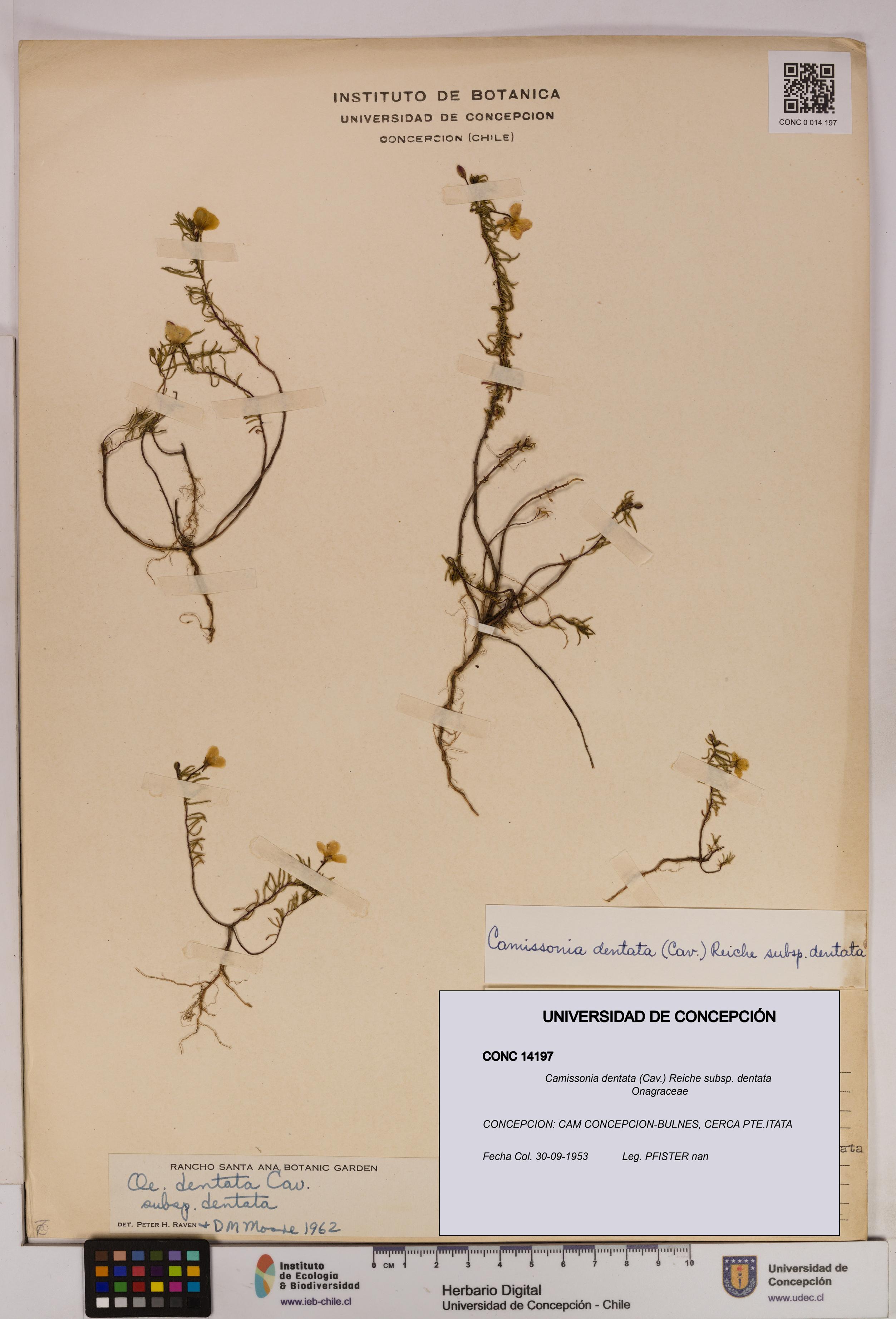 Camissonia dentata [Espécimen: UDEC:CONC:0014197]