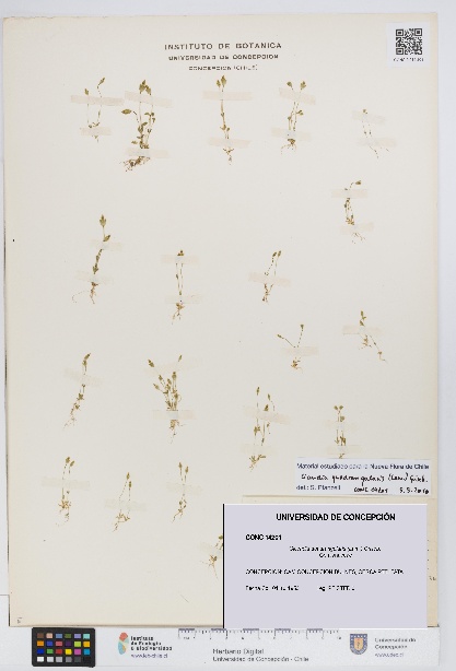 Cicendia quadrangularis [Espécimen: UDEC:CONC:0014201]