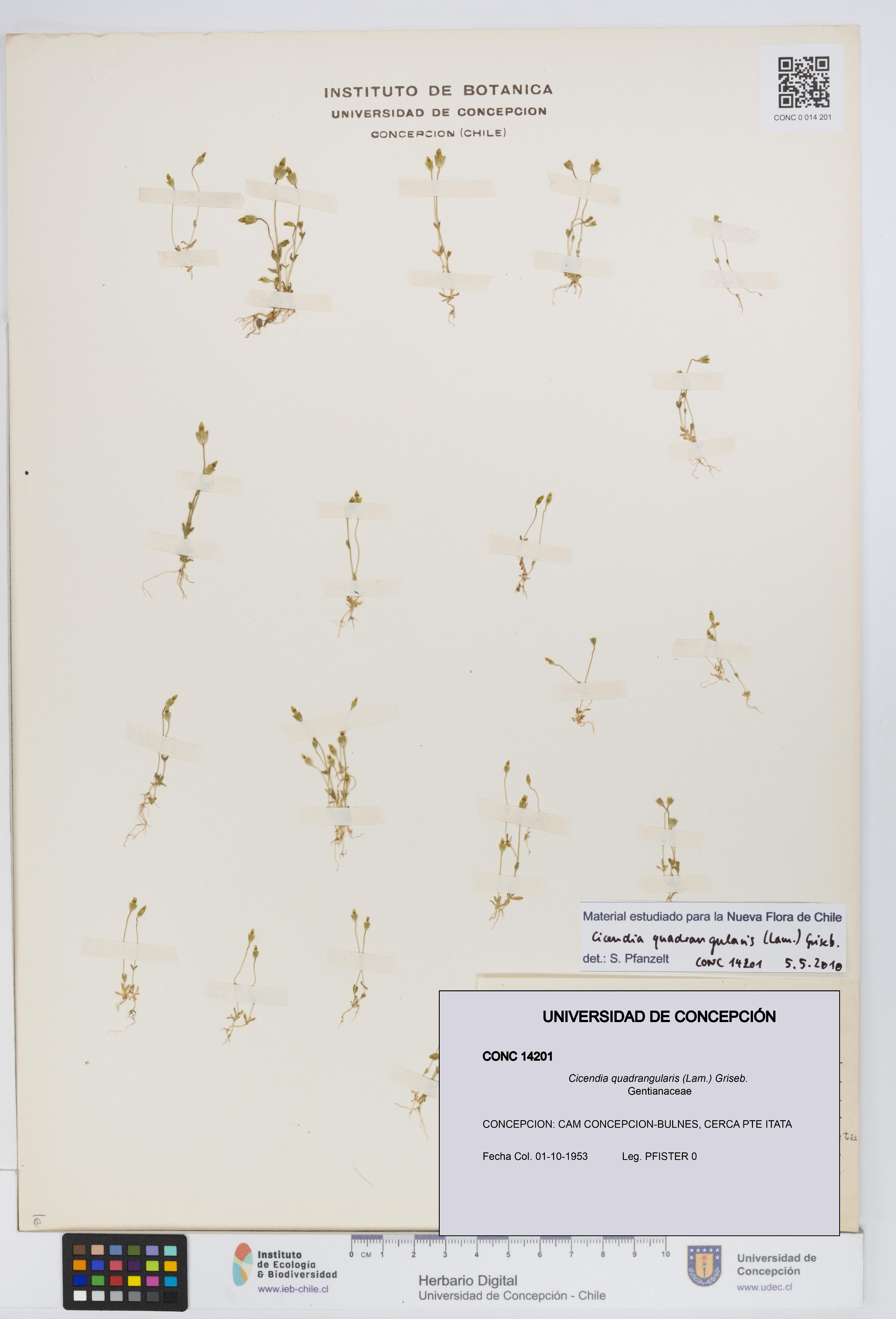 Cicendia quadrangularis [Espécimen: UDEC:CONC:0014201]