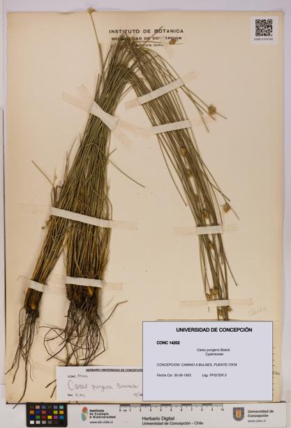 Carex pungens [Espécimen: UDEC:CONC:0014202]