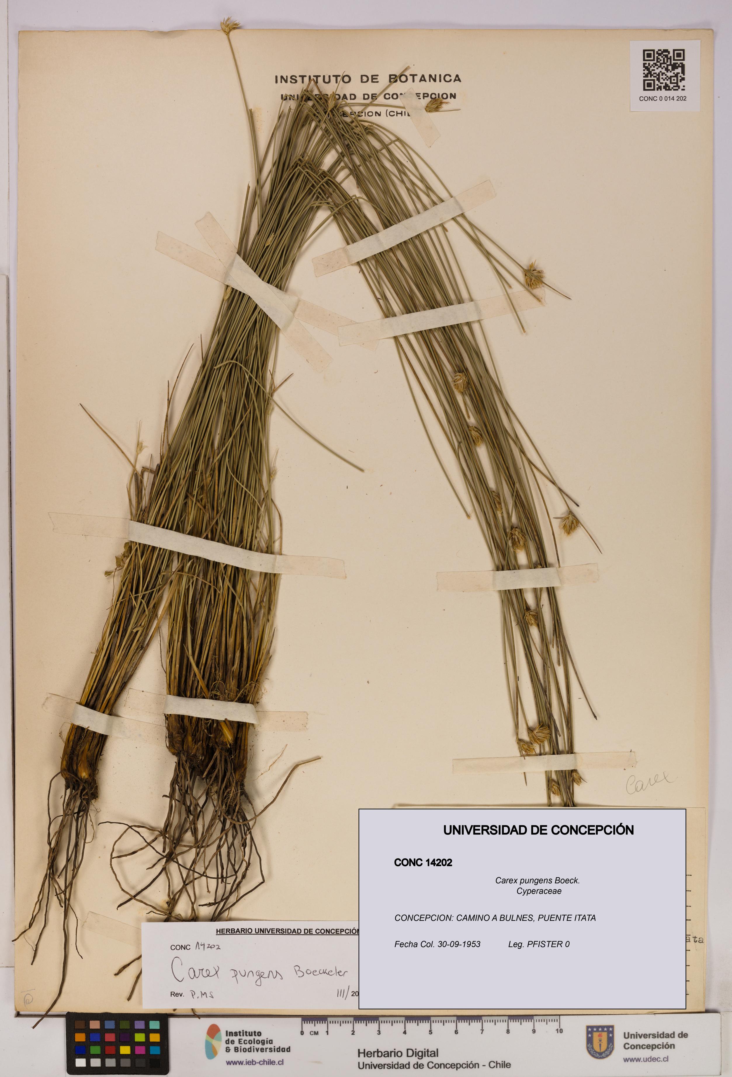 Carex pungens [Espécimen: UDEC:CONC:0014202]