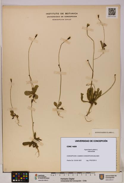 Hypochaeris glabra [Espécimen: UDEC:CONC:0014203]