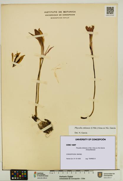 Phycella chilensis [Espécimen: UDEC:CONC:0014207]