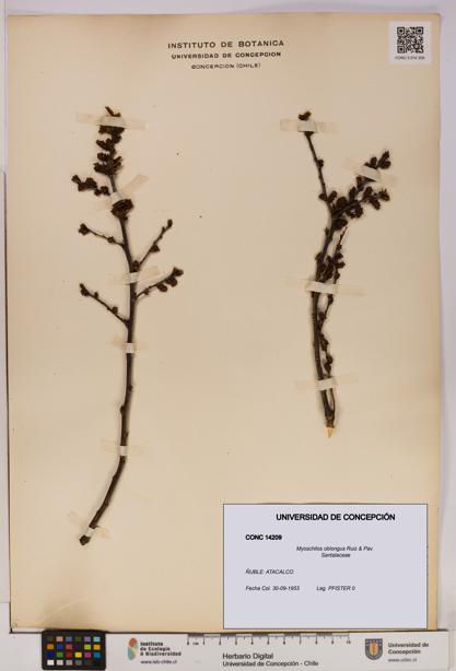 Myoschilos oblongus [Espécimen: UDEC:CONC:0014209]