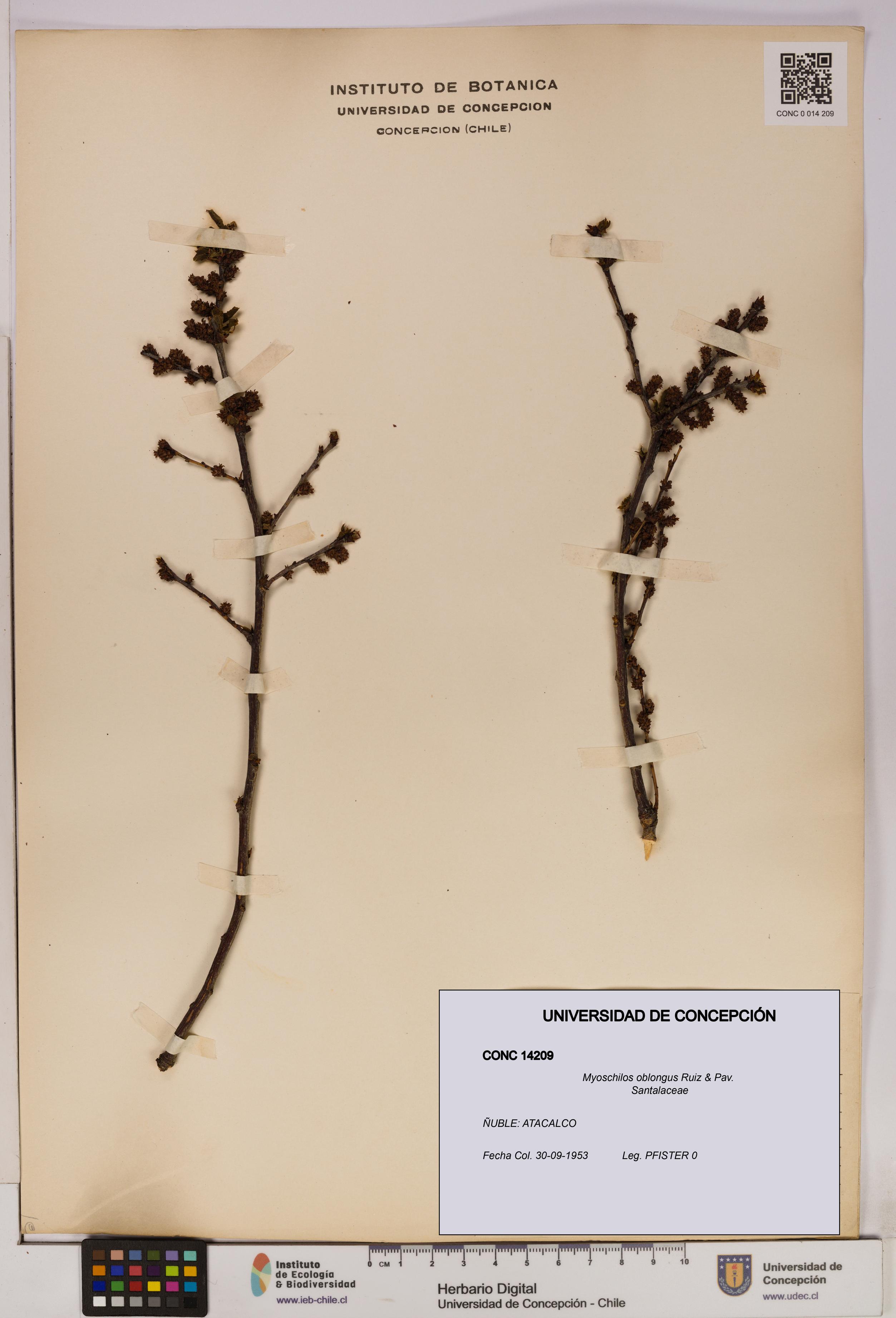 Myoschilos oblongus [Espécimen: UDEC:CONC:0014209]