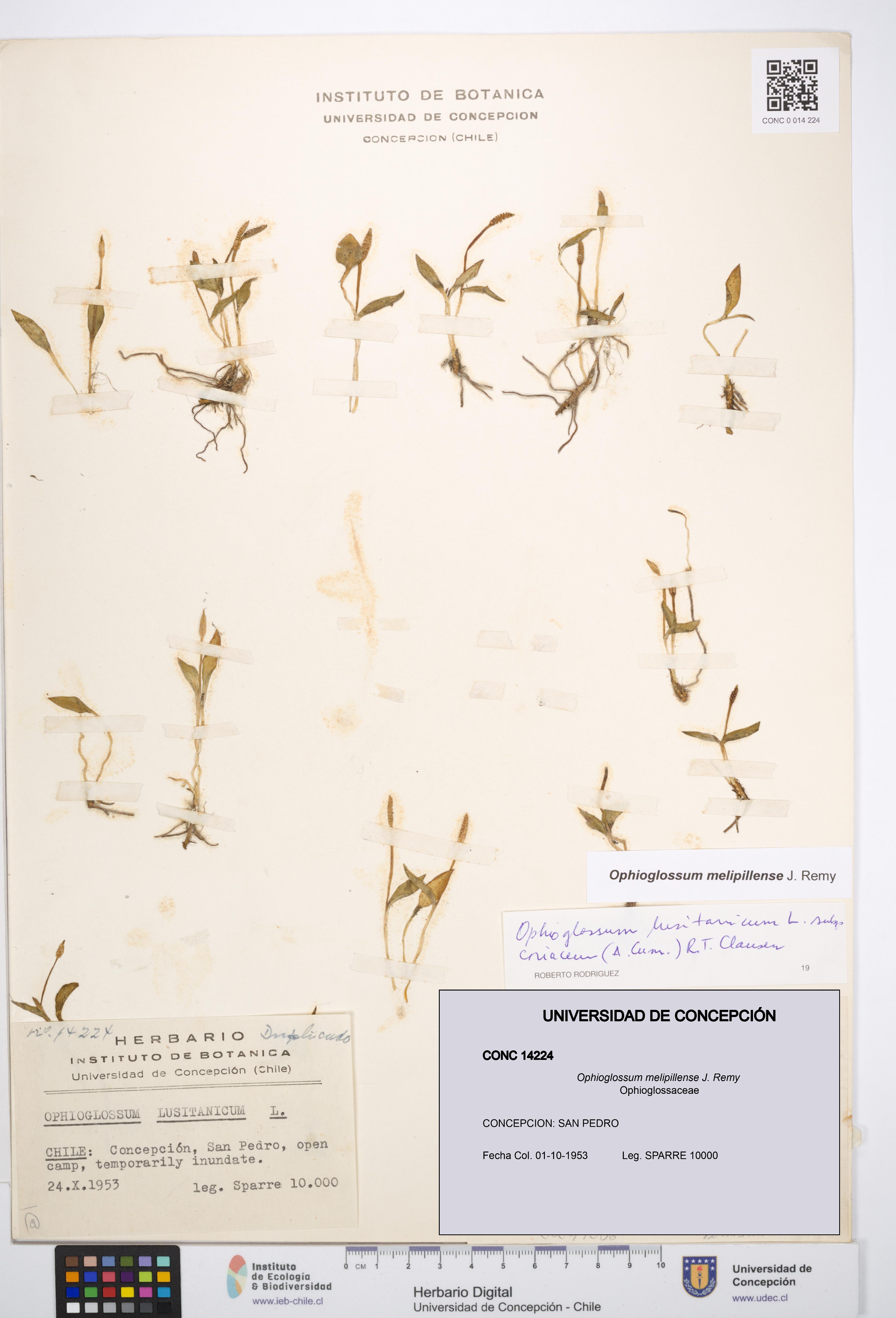 Ophioglossum melipillense [Espécimen: UDEC:CONC:0014224]