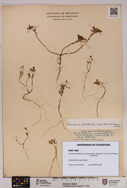 Camissonia dentata subsp. littoralis [Espécimen: UDEC:CONC:0014229]