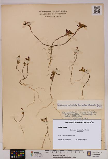 Camissonia dentata [Espécimen: UDEC:CONC:0014229]