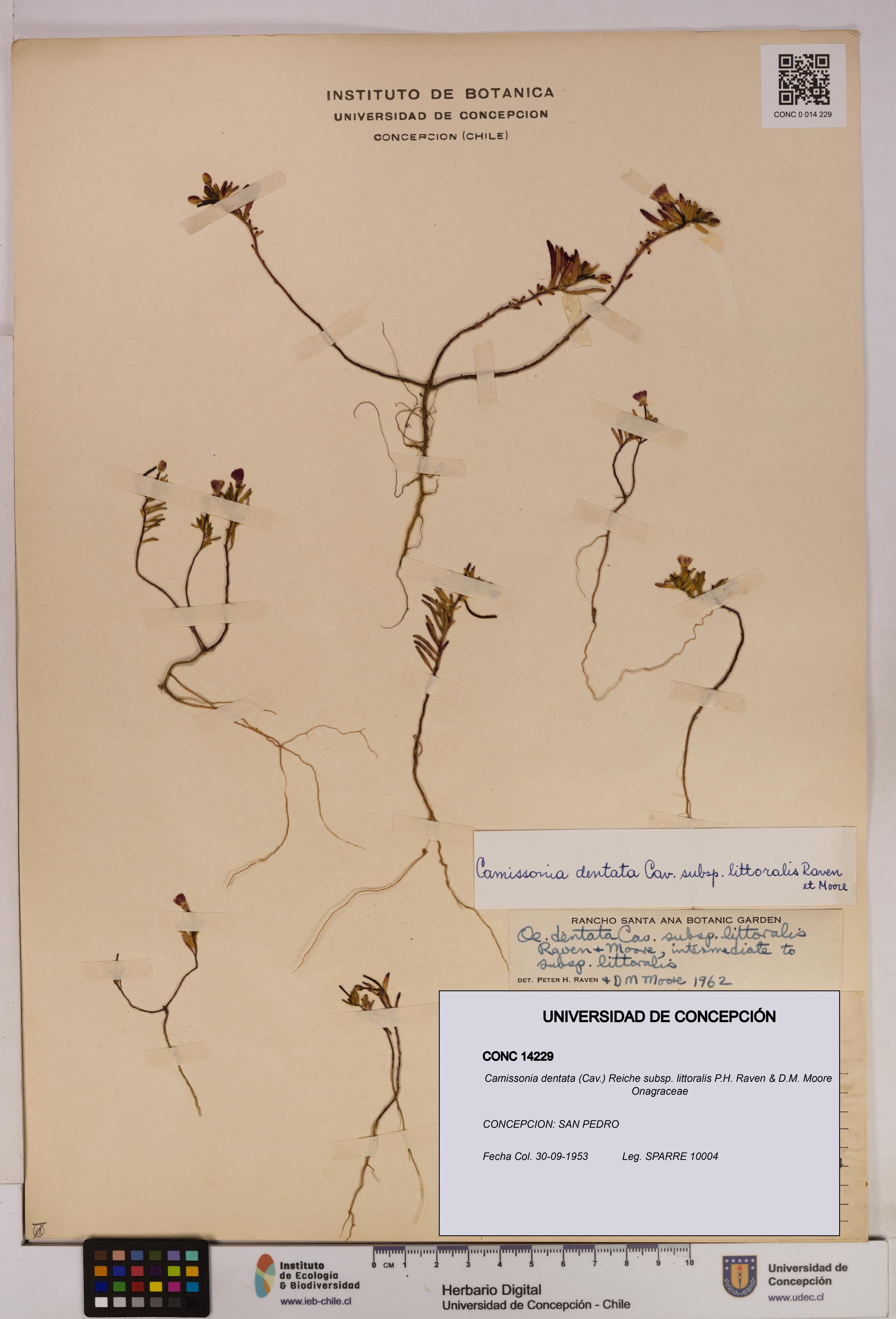 Camissonia dentata subsp. littoralis [Espécimen: UDEC:CONC:0014229]