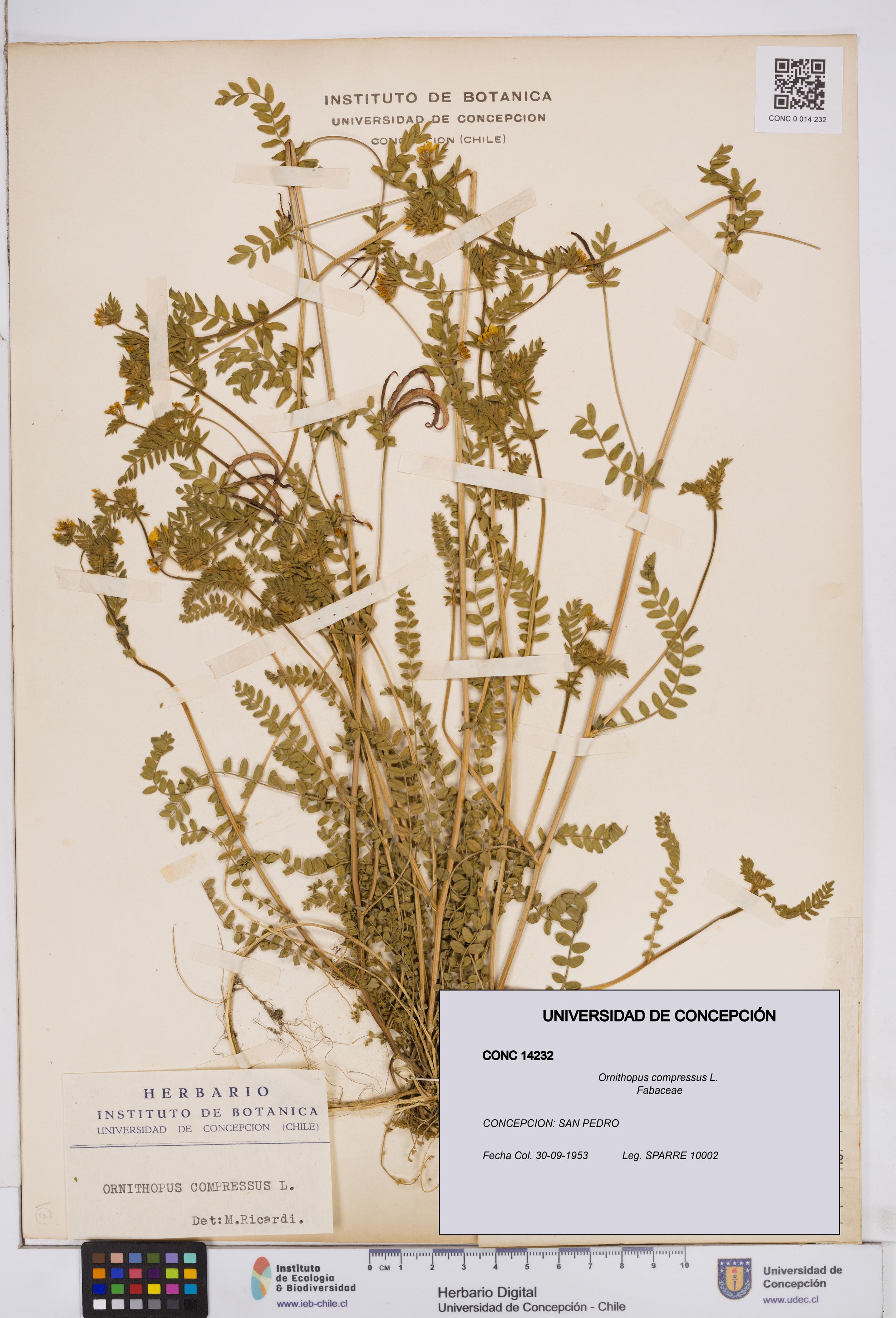 Ornithopus compressus [Espécimen: ]