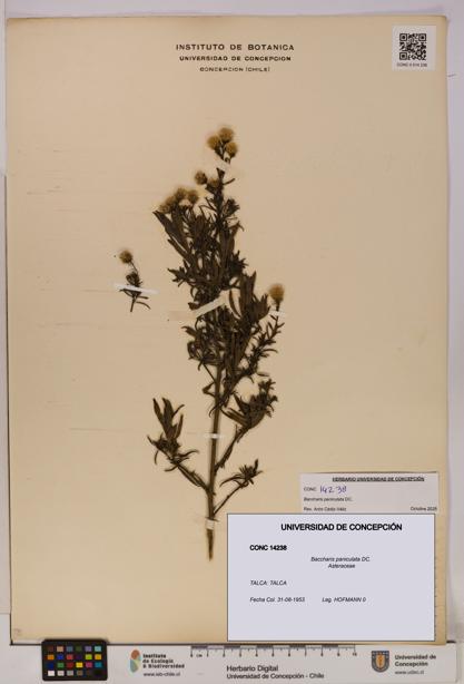 Baccharis paniculata [Espécimen: UDEC:CONC:0014238]
