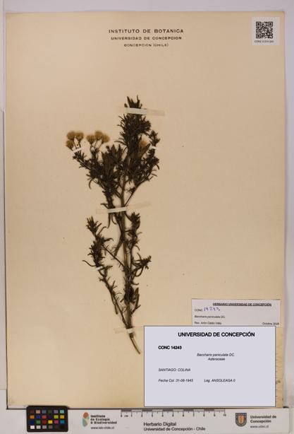 Baccharis paniculata [Espécimen: UDEC:CONC:0014243]