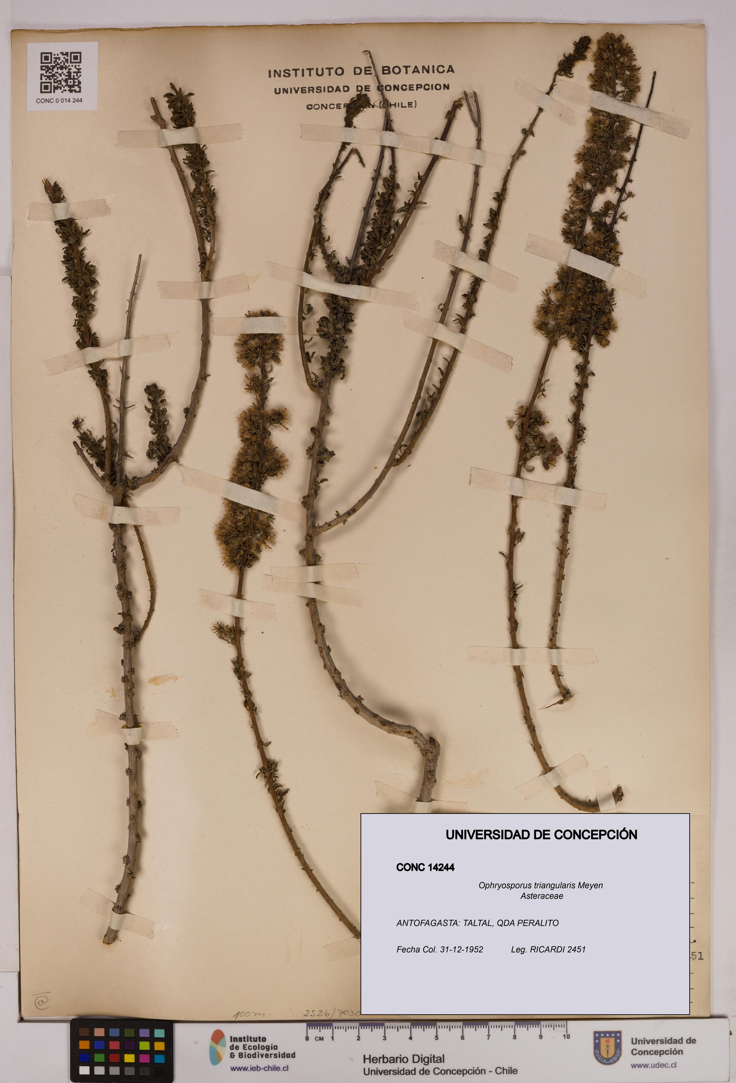 Ophryosporus triangularis [Espécimen: UDEC:CONC:0014244]