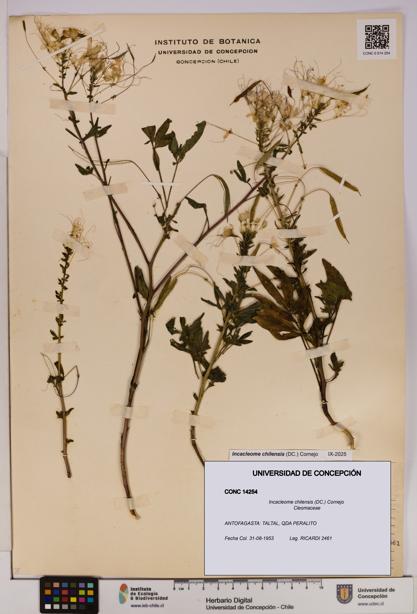 Incacleome chilensis [Espécimen: UDEC:CONC:0014254]