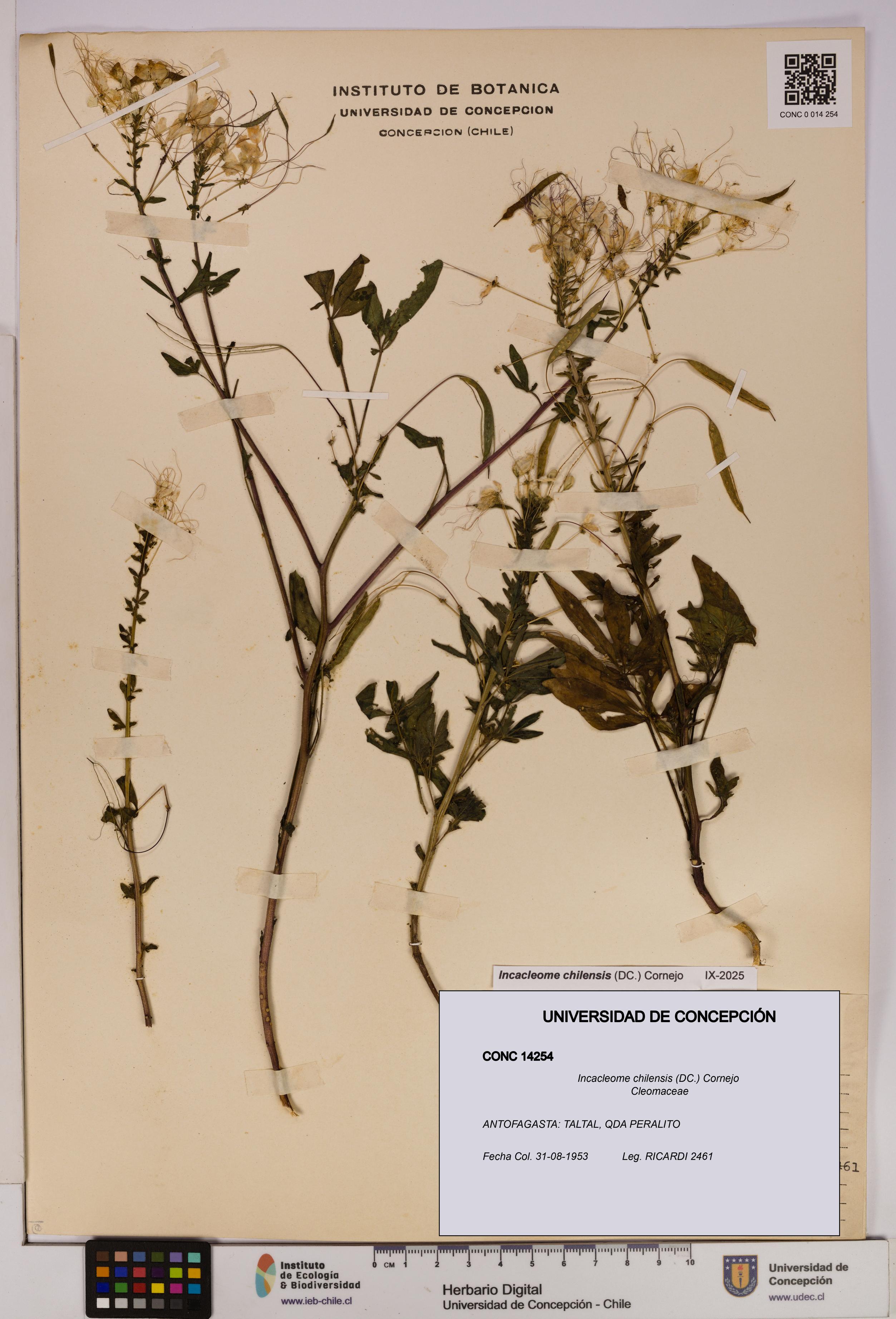 Incacleome chilensis [Espécimen: UDEC:CONC:0014254]