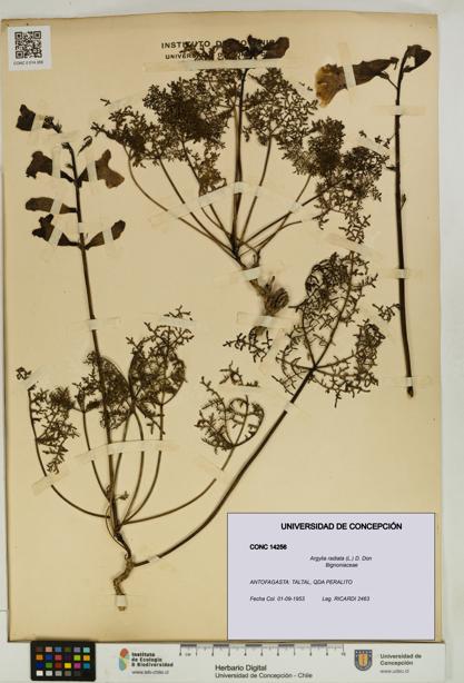 Argylia radiata [Espécimen: UDEC:CONC:0014256]