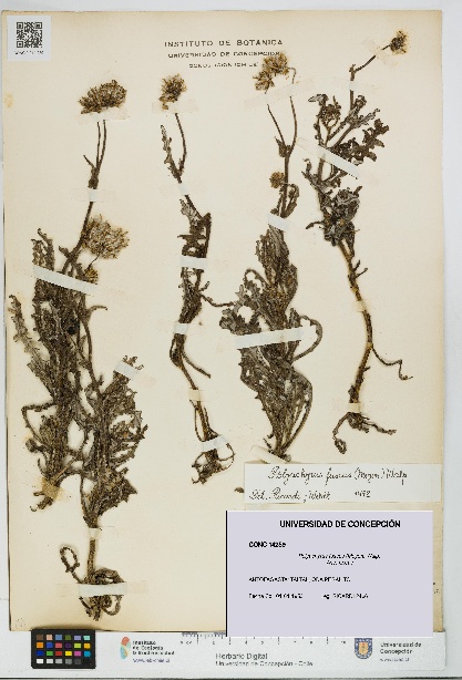 Polyachyrus fuscus [Espécimen: UDEC:CONC:0014259]