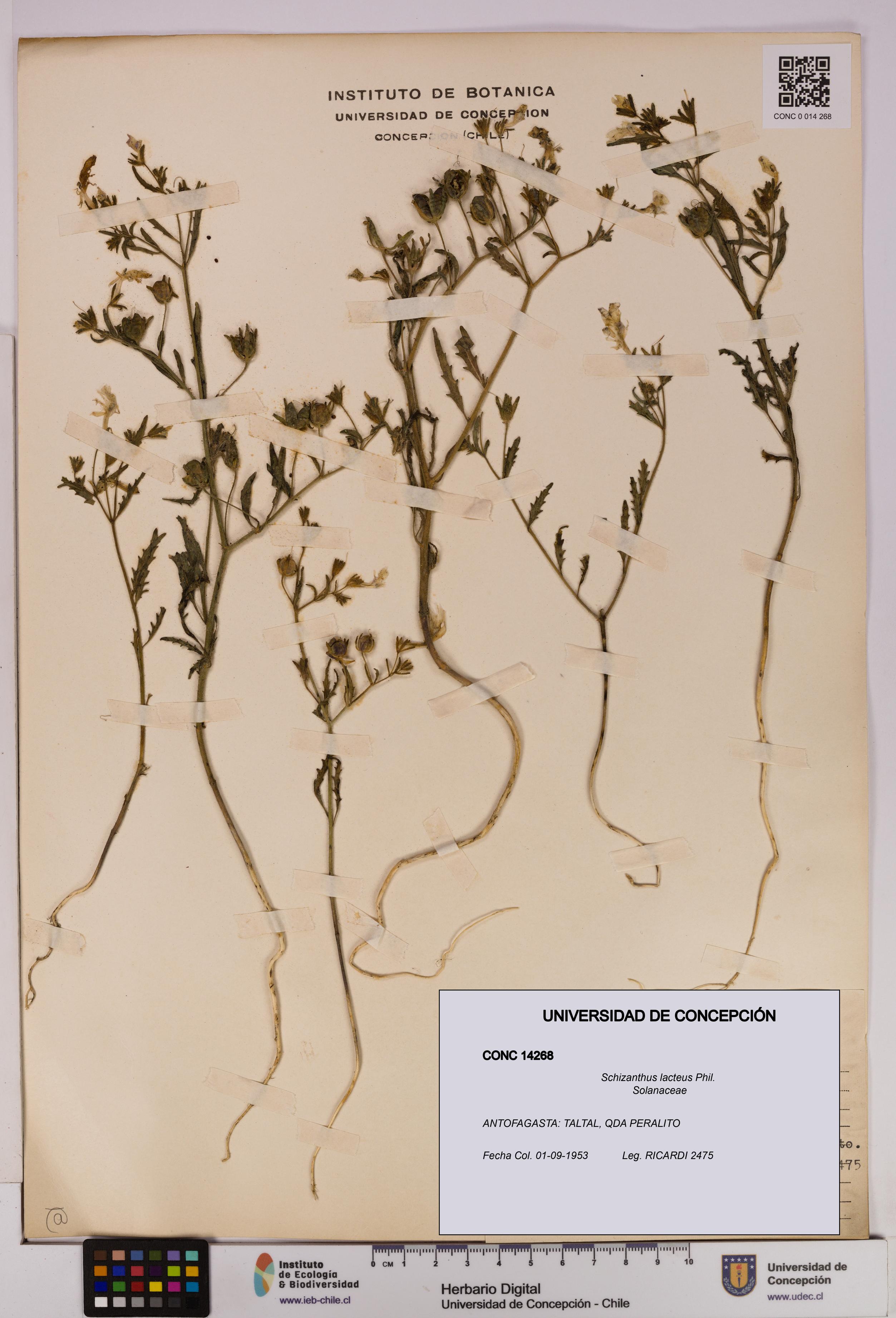 Schizanthus lacteus [Espécimen: UDEC:CONC:0014268]