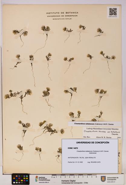 Chaetanthera taltalensis [Espécimen: UDEC:CONC:0014272]