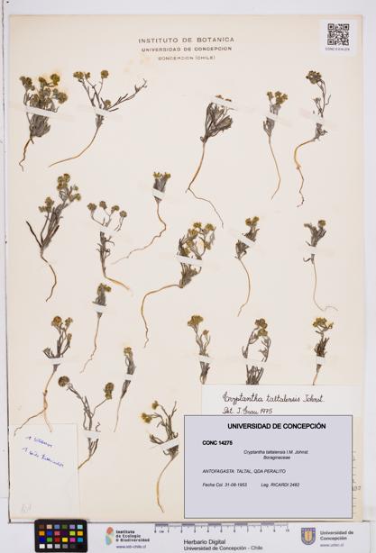 Cryptantha taltalensis [Espécimen: ]