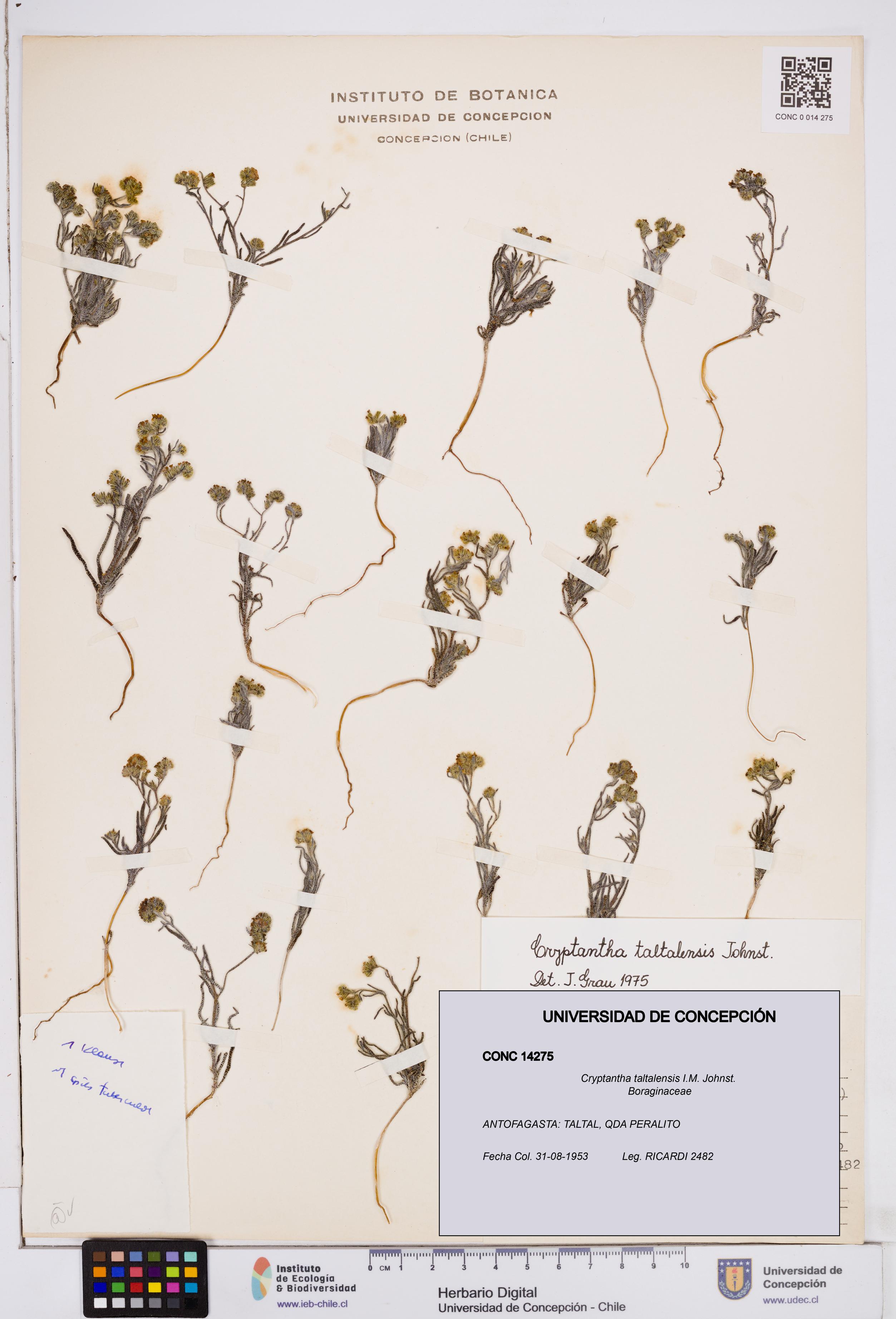 Cryptantha taltalensis [Espécimen: ]